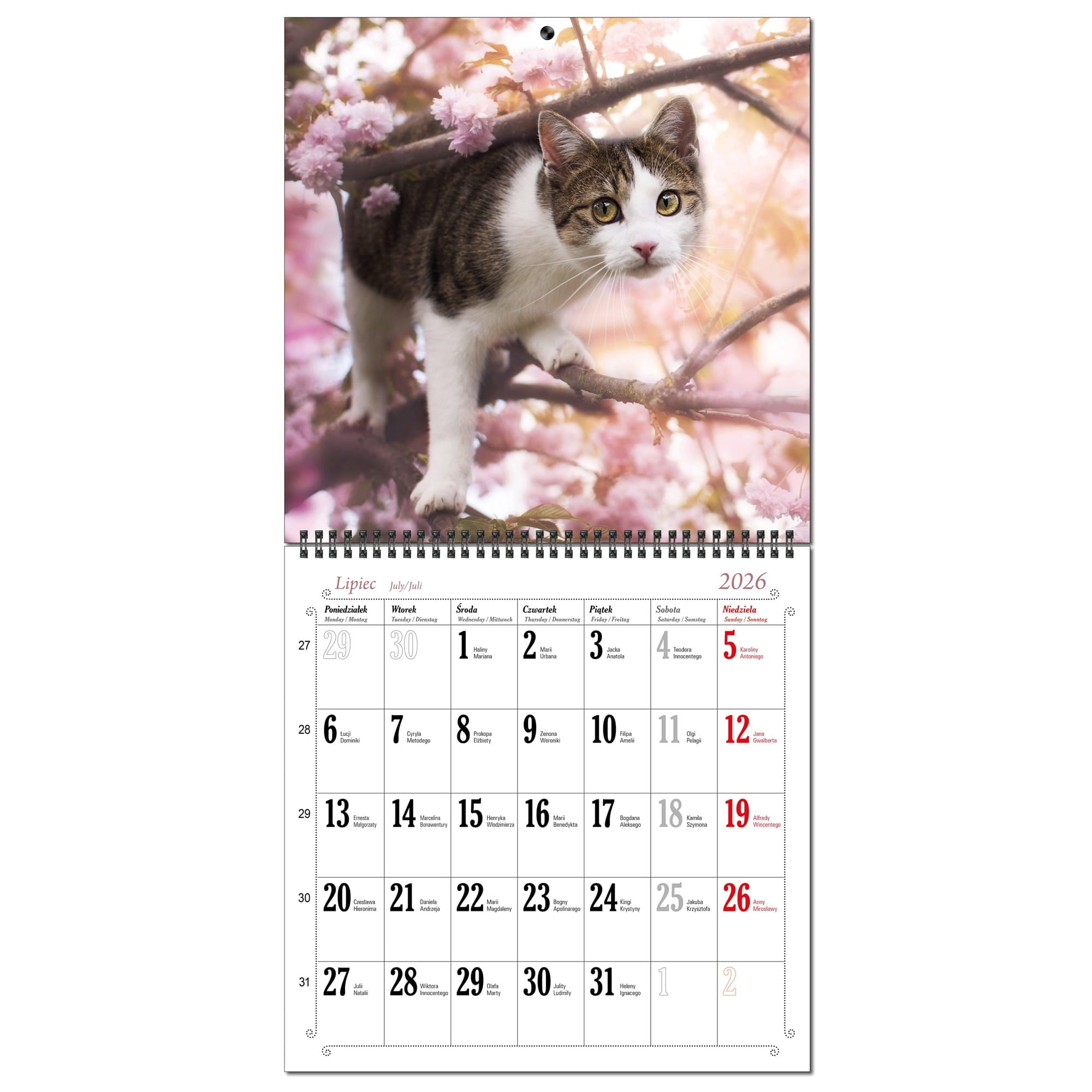 Kalendarz 2026 ścienny duży 30 x 60 cm 13 planszowy KOTY b7e269f899bc23e45af0b25df55b24b5