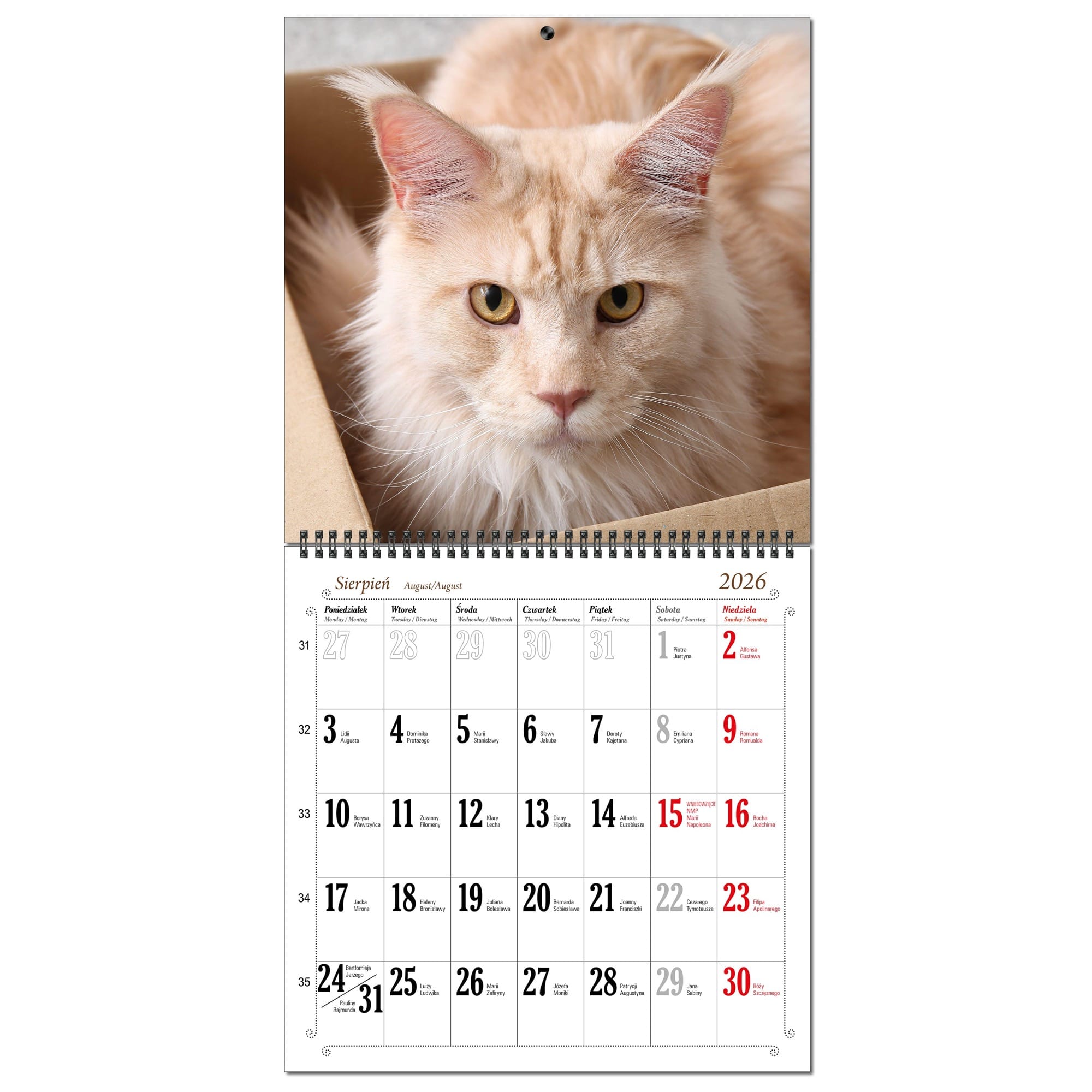 Kalendarz 2026 ścienny duży 30 x 60 cm 13 planszowy KOTY 2a0170ea03a1f6871c97fb9f381dcf3e