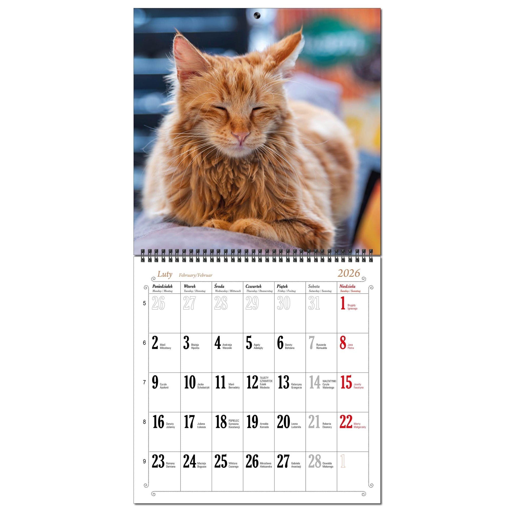 Kalendarz 2026 ścienny duży 30 x 60 cm 13 planszowy KOTY 1e609edcecd1ce552b9736f8c73641a2