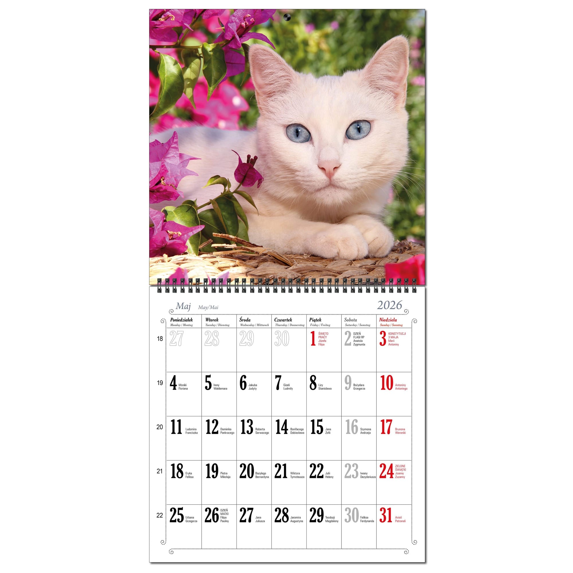 Kalendarz 2026 ścienny duży 30 x 60 cm 13 planszowy KOTY 36ba03c9e3b0e56b1b6c4cb20be21782