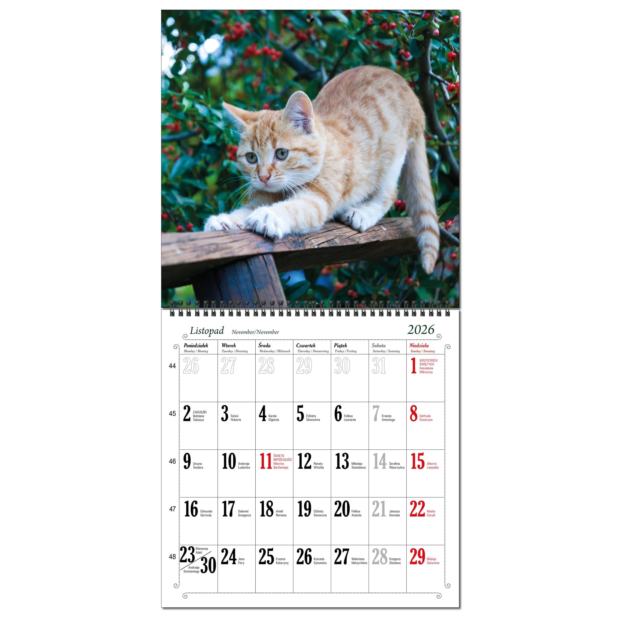 Kalendarz 2026 ścienny duży 30 x 60 cm 13 planszowy KOTY 5b7b111b754c3a7f5553a3433ea268a2