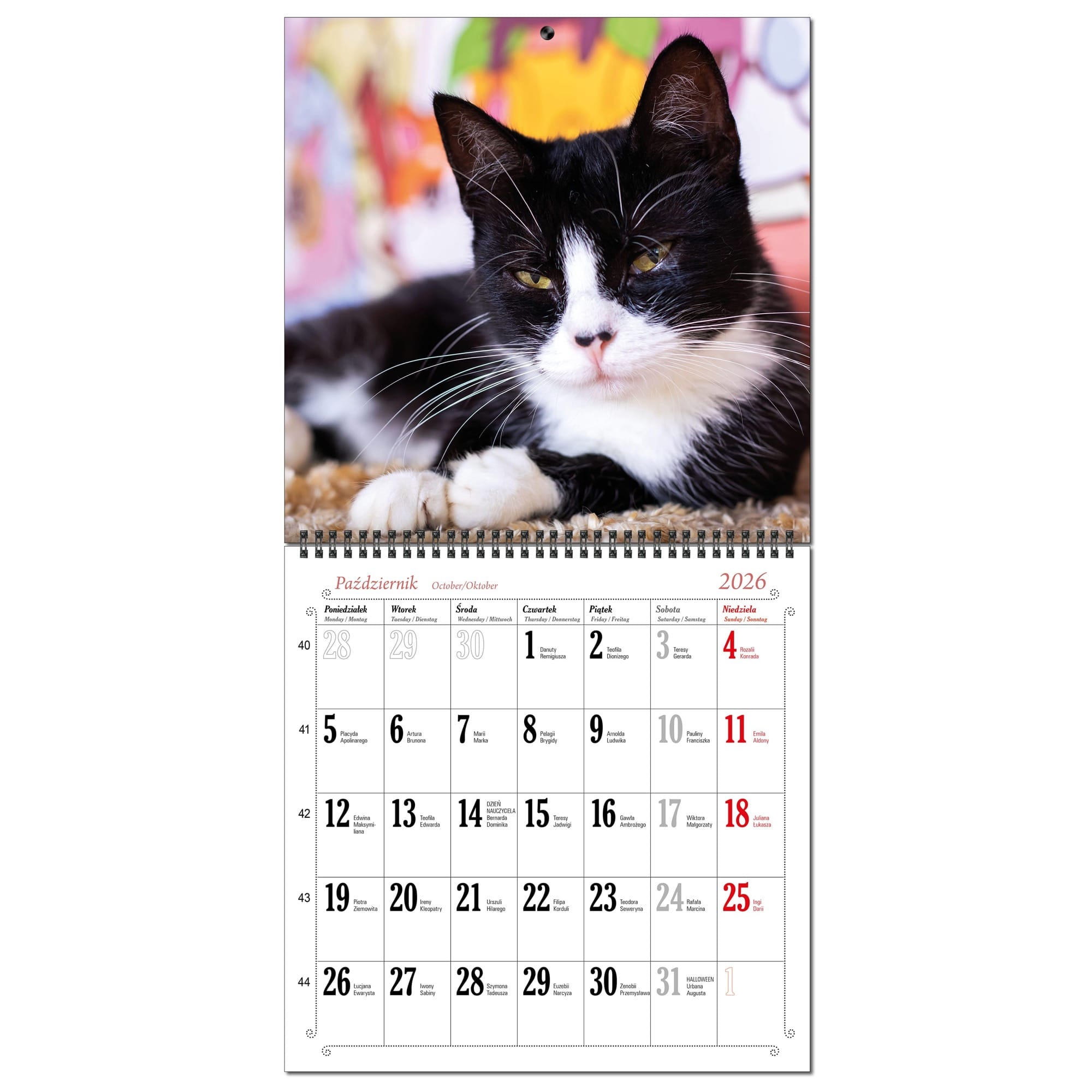 Kalendarz 2026 ścienny duży 30 x 60 cm 13 planszowy KOTY 133bec8df3e0a18bfe5031f86d6b8065